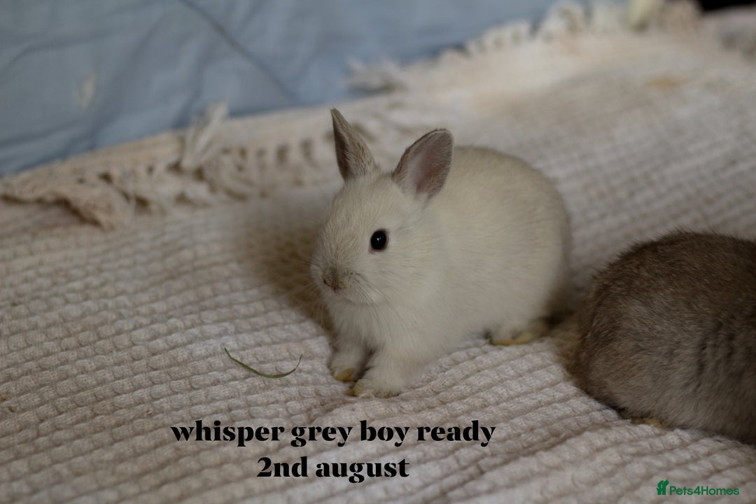 Netherland Dwarf rabbits for sale: pure bred netherland dwarf new litter - Image 17