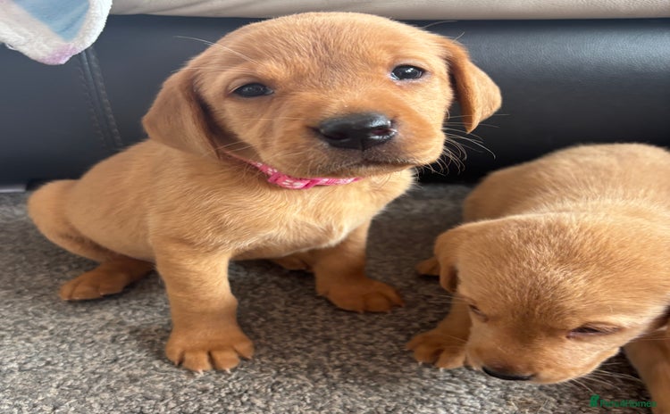 Labrador Retriever dogs - Advert 4