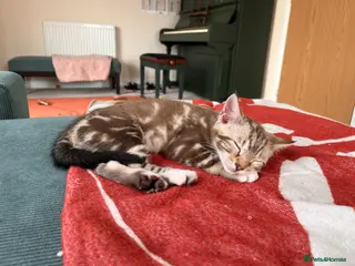 Mixed Breed cats Mixed breed bengal kitten - Advert 12