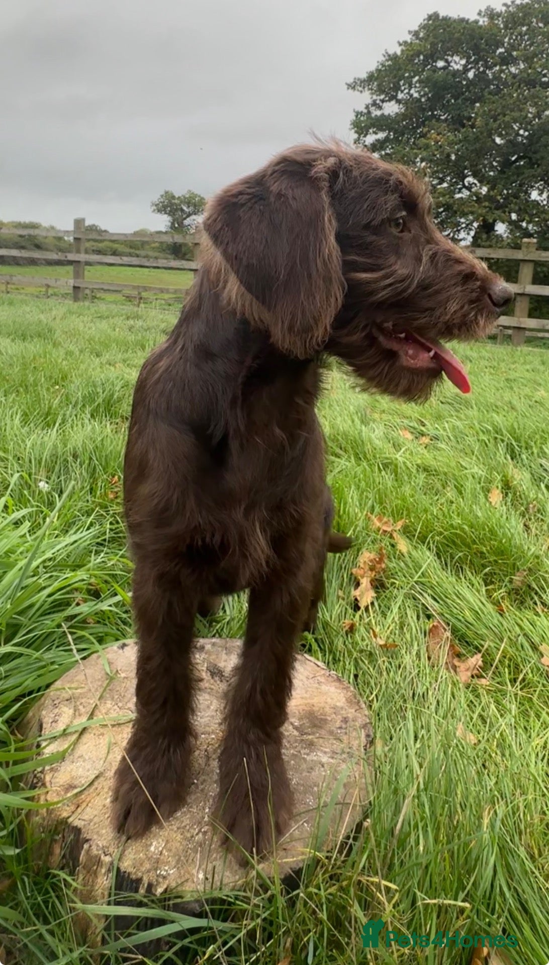 Labradoodle dogs for sale: Beautiful Chunky Chocolate Labradoodles - Advert 2