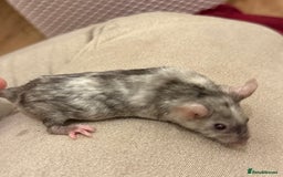 Mouse rodents for sale: Texel mice  - Image 1