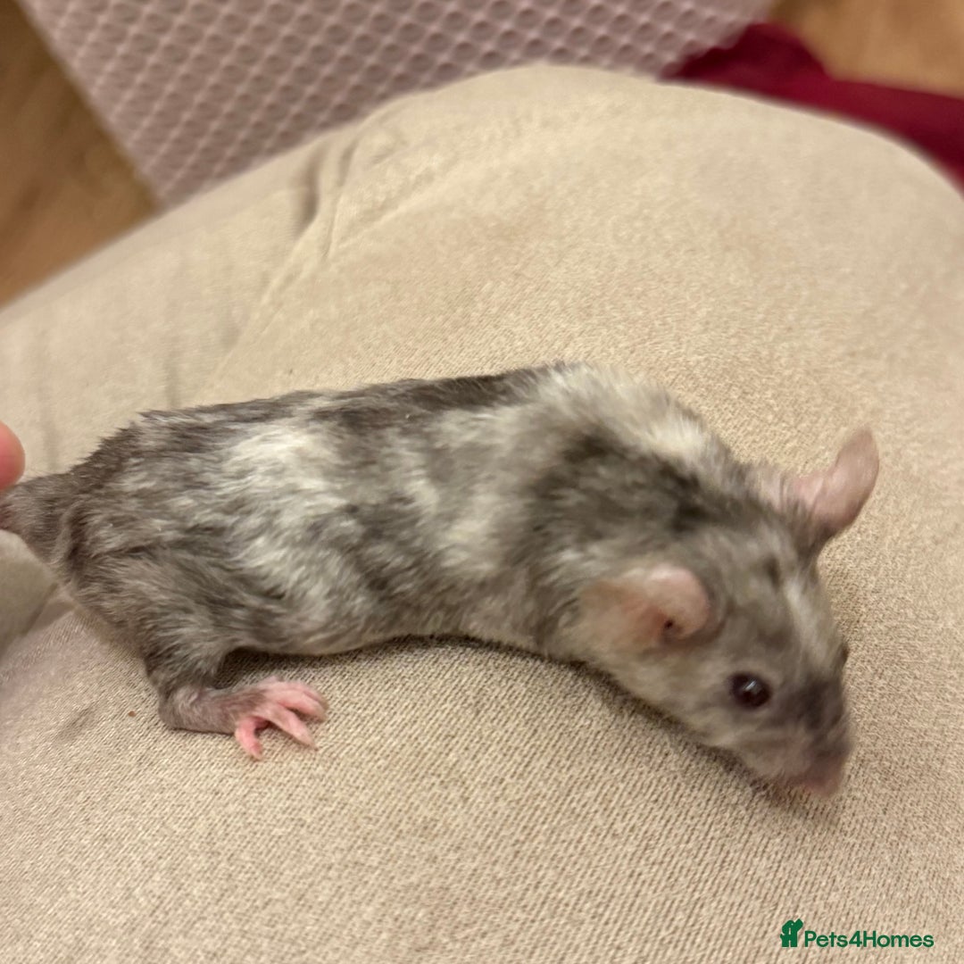 Mouse rodents for sale: Texel mice  - Image 1