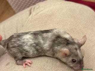 Mouse rodents - Advert 8