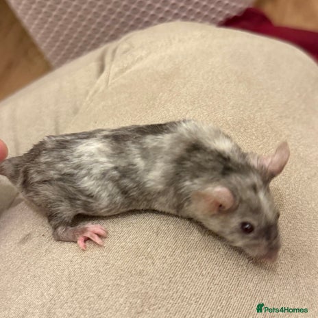 Mouse rodents - Advert 1