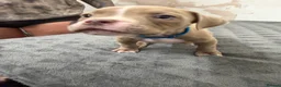 American Bully dogs for sale: American pocket bully puppies for sale 🐾 - Advert 22