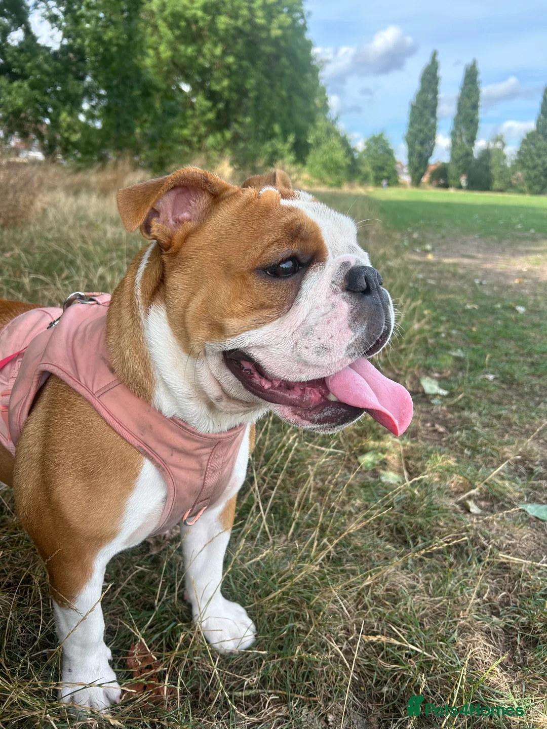 English Bulldog dogs for sale: 1 year old English Bulldog for sale . - Advert 2