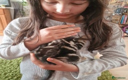Mixed Breed cats for sale: Kittens - Image 12
