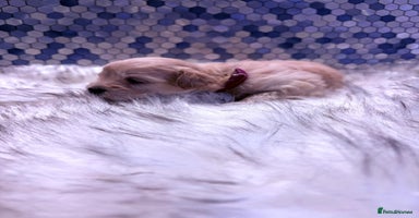 Maltipoo dogs F1 Maltipoo 🧸 fully DNA and Health Tested  - Advert 2