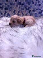 Maltipoo dogs F1 Maltipoo 🧸 fully DNA and Health Tested - Advert 11