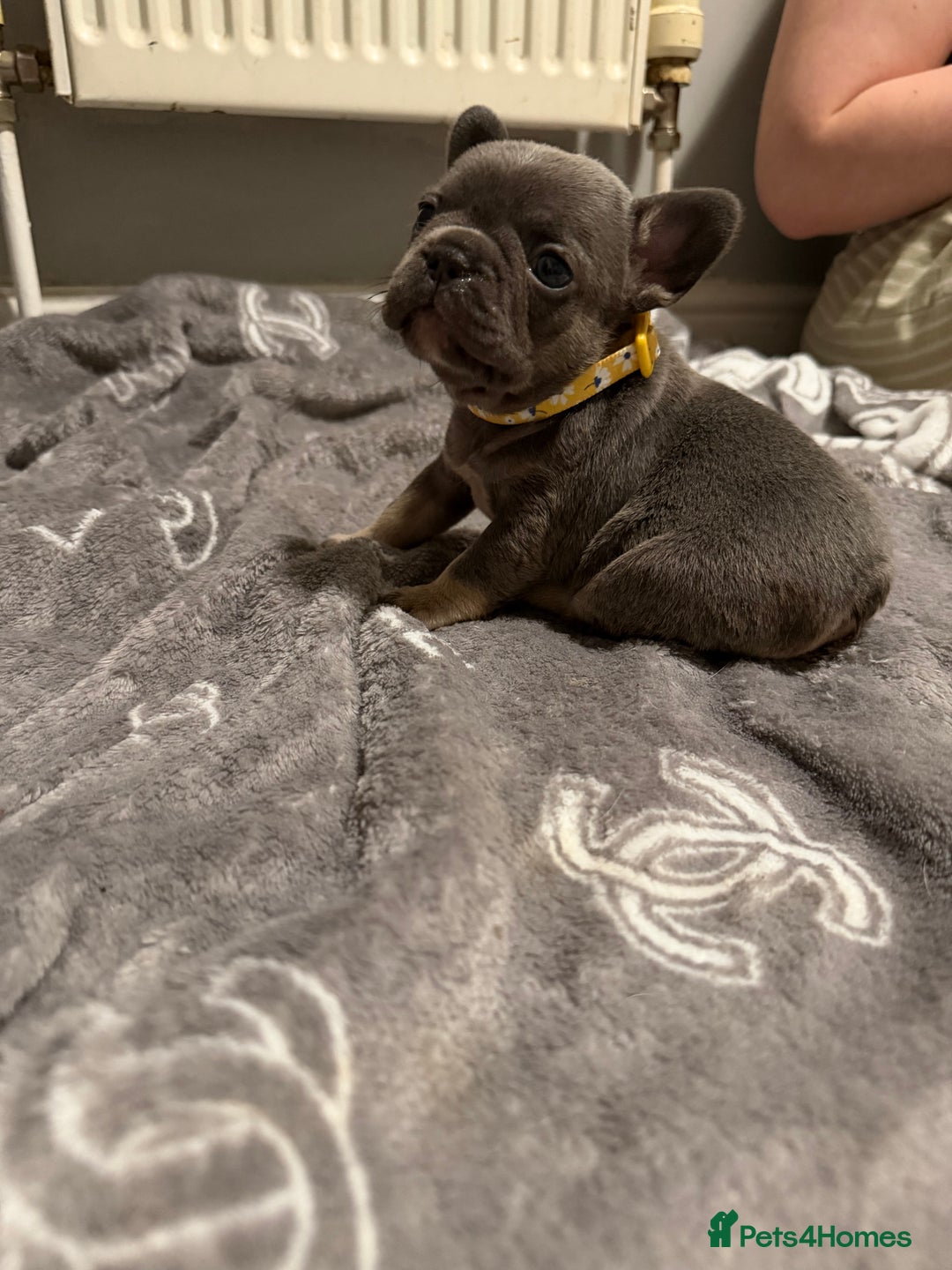French Bulldog dogs for sale: French bulldog - Advert 14