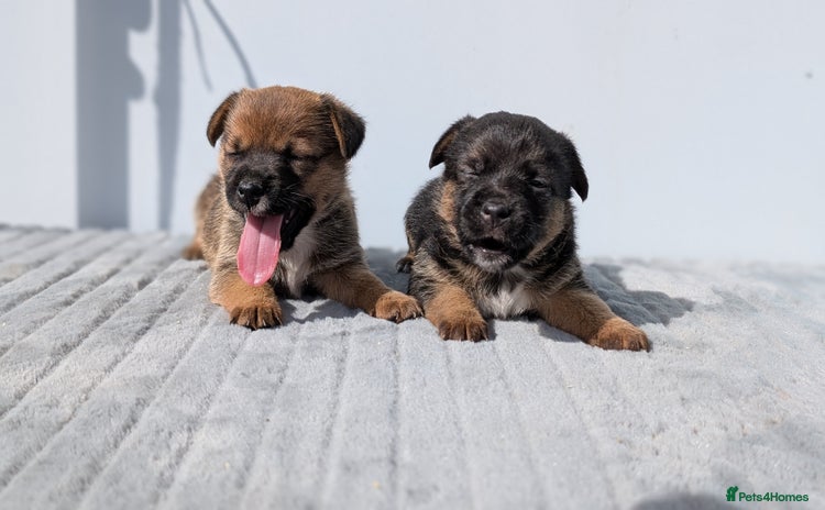 Mixed Breed dogs - Advert 3
