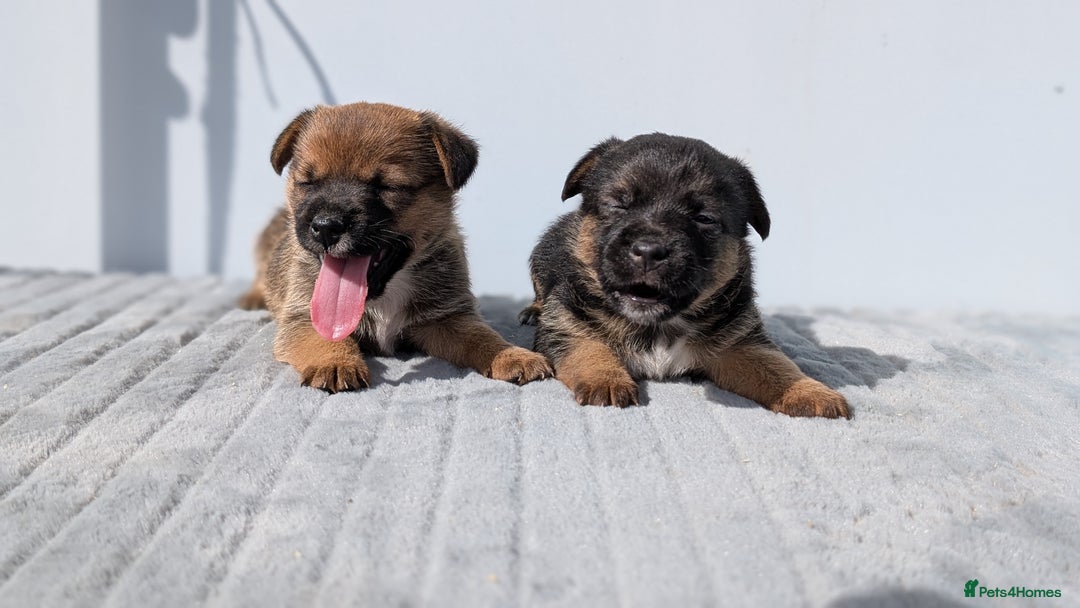 Mixed Breed dogs for sale: Cracking terrier pups - Image 1