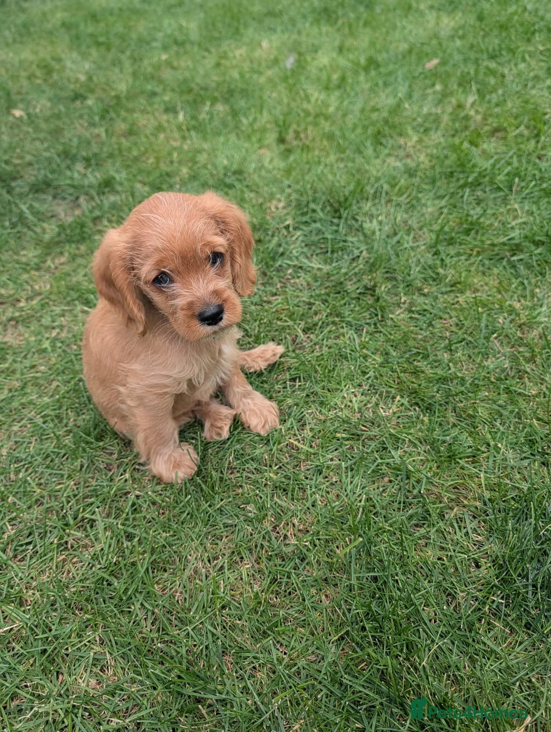 Cavapoochon dogs for sale: Light fox red Cavapoochon puppies - Image 8