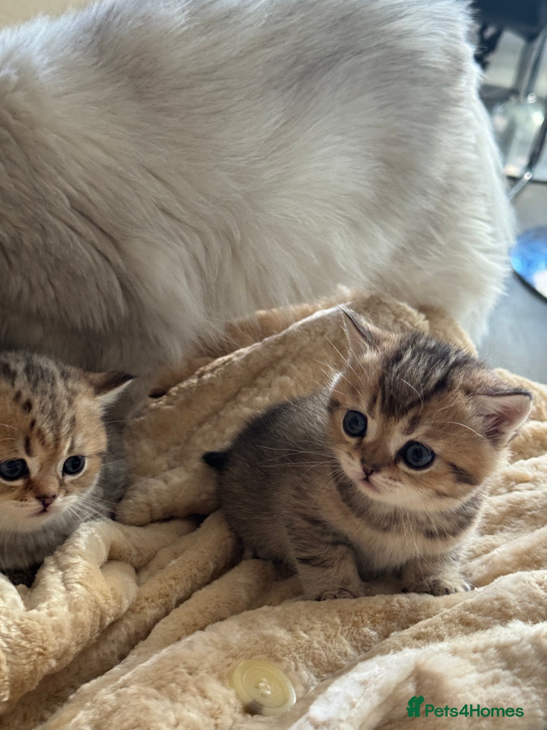 British Shorthair cats for sale: 2 Outstanding BSHLitter Chinchilla &Classic Lines) - Advert 29