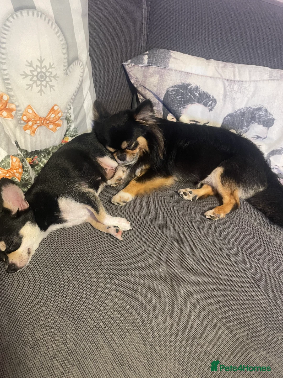 Chihuahua dogs for sale: Proven Chihuahua Pair–Male KC registered & Female - Advert 11