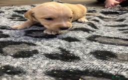 Labrador Retriever dogs for sale: Stunning lab pups - Advert 16