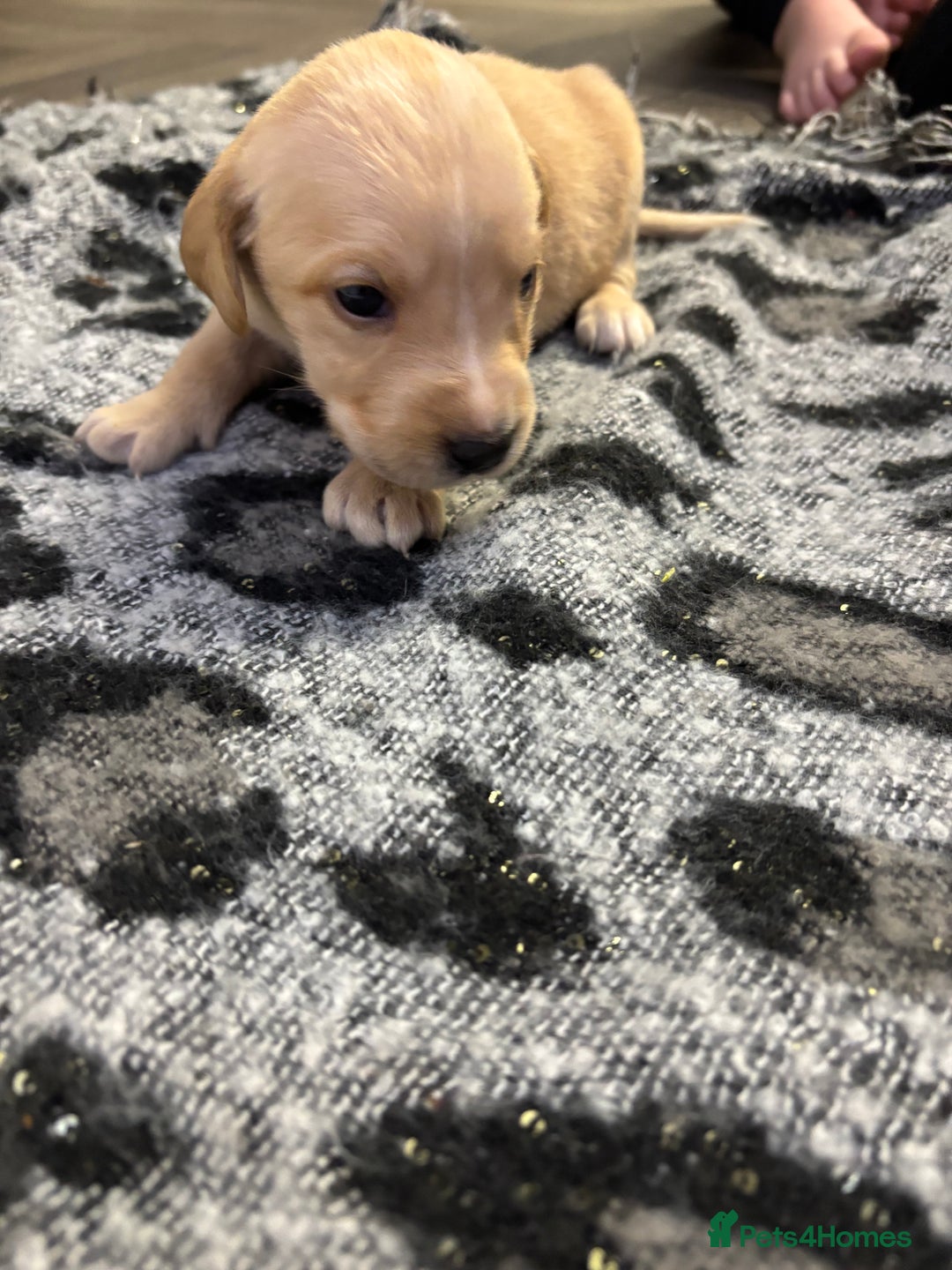 Labrador Retriever dogs for sale: Stunning lab pups - Advert 16