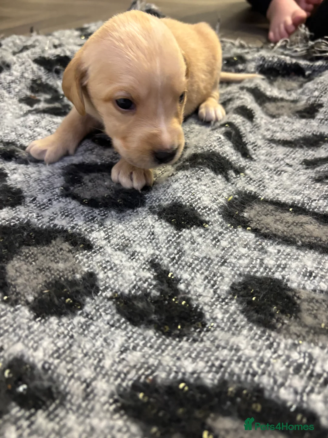 Labrador Retriever dogs for sale: Stunning lab pups - Advert 16