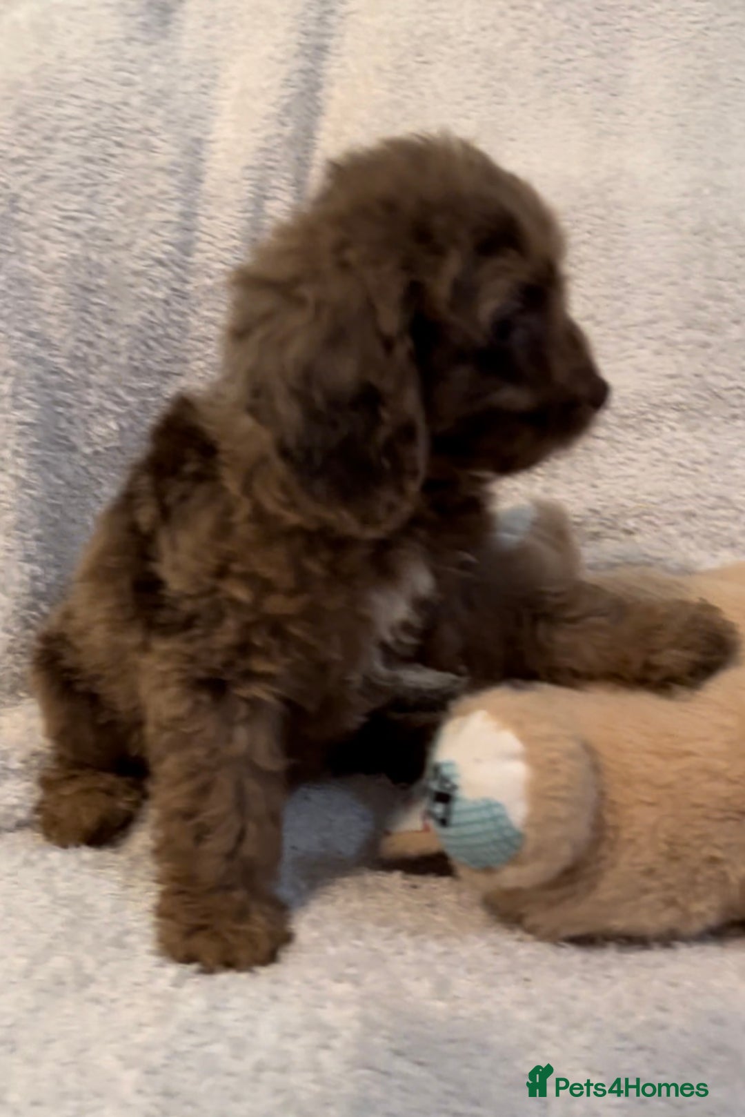 Cockapoo dogs for sale: 🩷🩷READY TO LEAVE🩷GORGEOUS🌟F1 Cockapoo pups  - Advert 7
