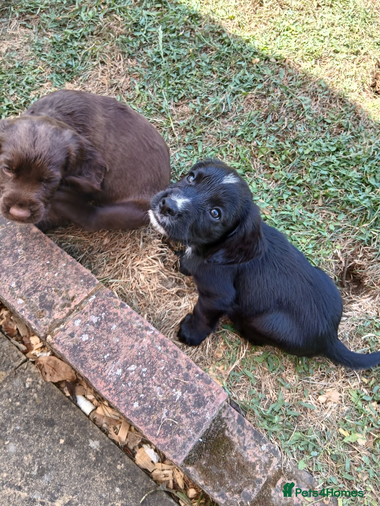 Cocker Spaniel dogs Cocker Spaniel Puppies - Advert 12