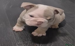 English Bulldog dogs for sale: Kc reg British bulldogs  - Image 8