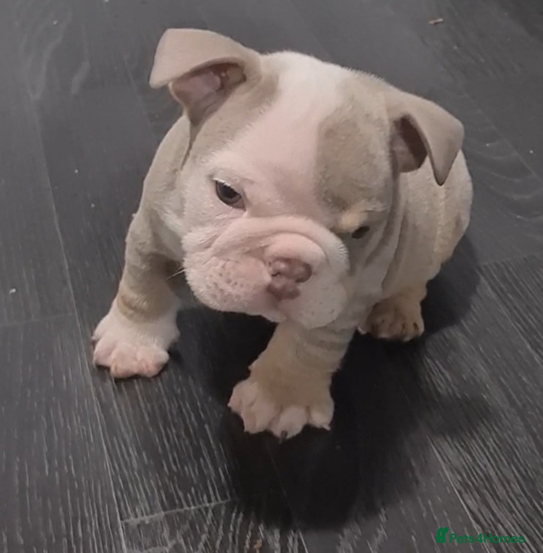 English Bulldog dogs for sale: Kc reg British bulldogs  - Image 8