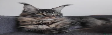 Maine Coon 1