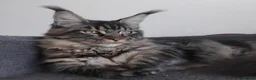Maine Coon cats for sale: Maine coon big size, registed.,tabby, black smoke - Advert 5
