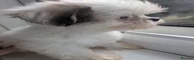 Lhasa Apso 3 girl
