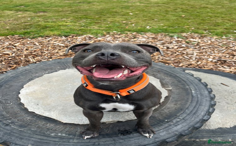 Staffordshire Bull Terrier dogs - Advert 1