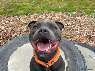 Staffordshire Bull Terrier dogs - Advert 25