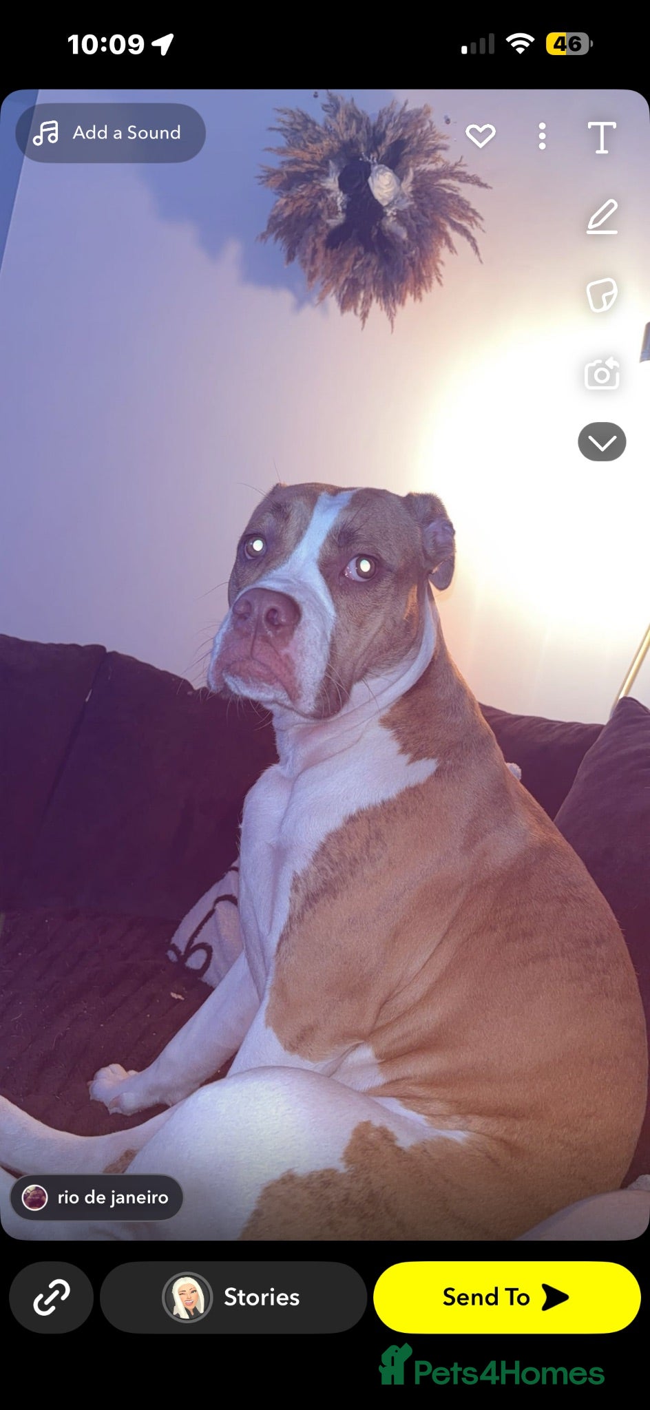 American Bulldog dogs Female American bulldog - Xena  - Advert 10