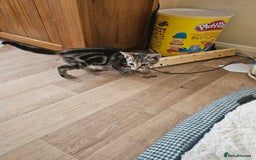 Mixed Breed cats for sale: 4 beautiful kittens - Image 2