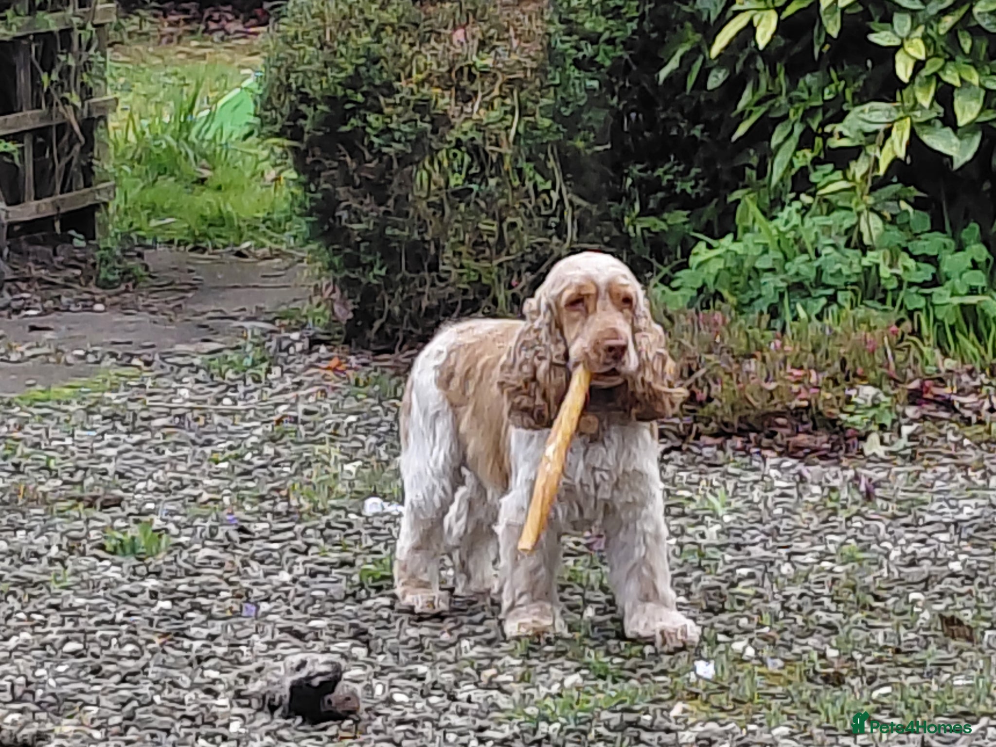 Cocker Spaniel dogs Orange Roan KC reg Show Cocker Spaniel Stud - Advert 21