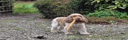 Cocker Spaniel dogs for stud: Orange Roan KC reg Show Cocker Spaniel Stud - Advert 2