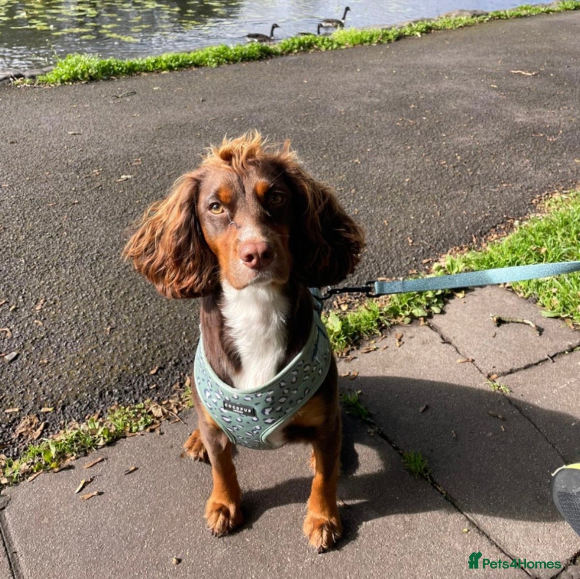 Cocker Spaniel dogs Pedigree cocker spaniels - Advert 1
