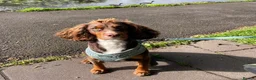 Cocker Spaniel dogs for sale: Pedigree cocker spaniels - Advert 1