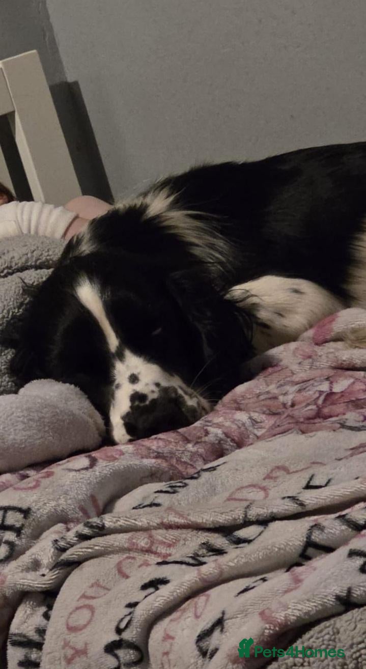 English Springer Spaniel dogs 19 months old Springer Spaniel - Advert 1