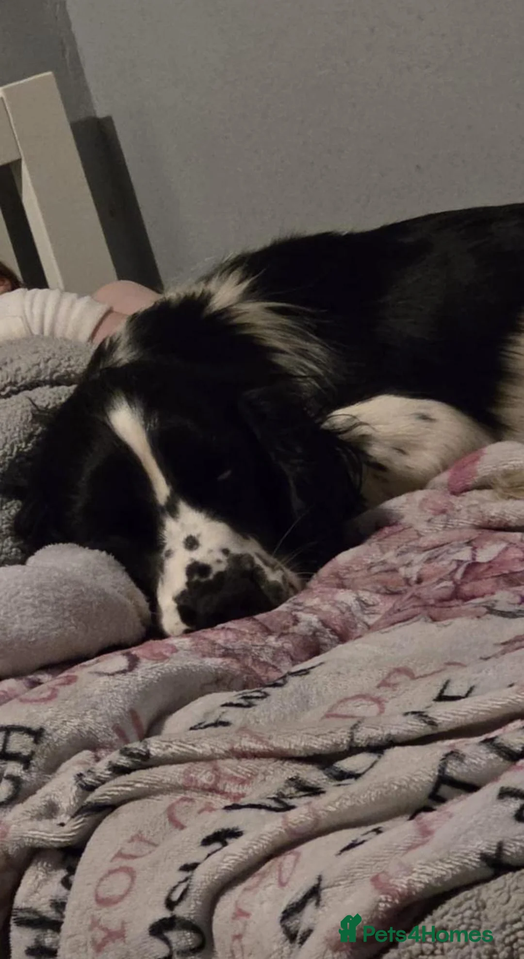 English Springer Spaniel dogs for sale: 19 months old Springer Spaniel in Durham - Advert 1