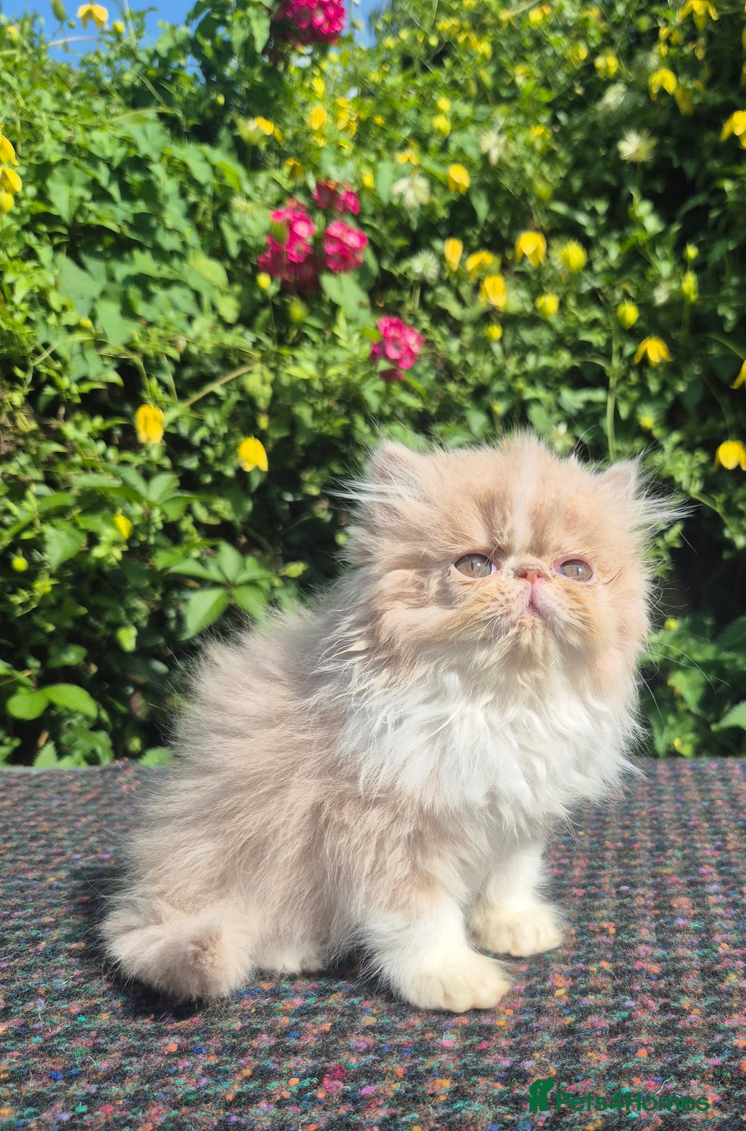 Exotic cats for sale: 🏆Champion sired exotic and Persian kittens 😸 ♥️  - Image 3