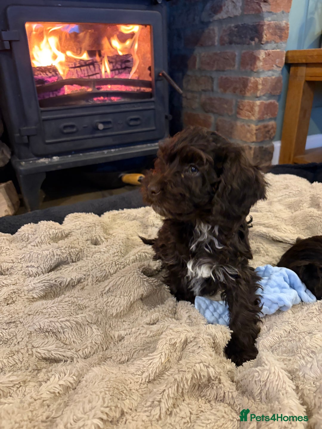 Cockapoo dogs for sale: Beautiful litter of chocolate cockapoo puppies  - Advert 13