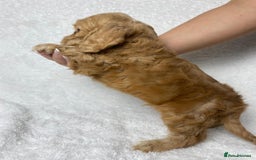 Cocker Spaniel dogs for sale: Show type cocker spaniels  - Image 12