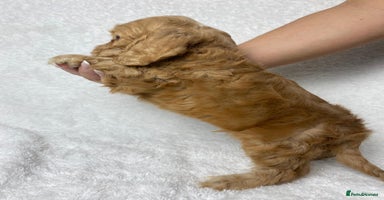 Cocker Spaniel dogs - Advert 7