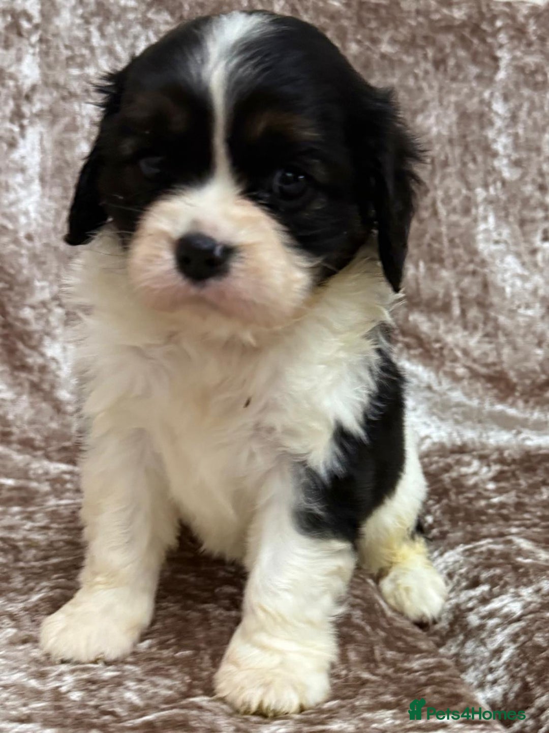 Cavalier King Charles Spaniel dogs for sale: BEAUTIFUL CAVALIER PUPPIES READY TO LEAVE! - Image 8