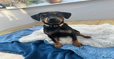 Mixed Breed dogs - Advert 5