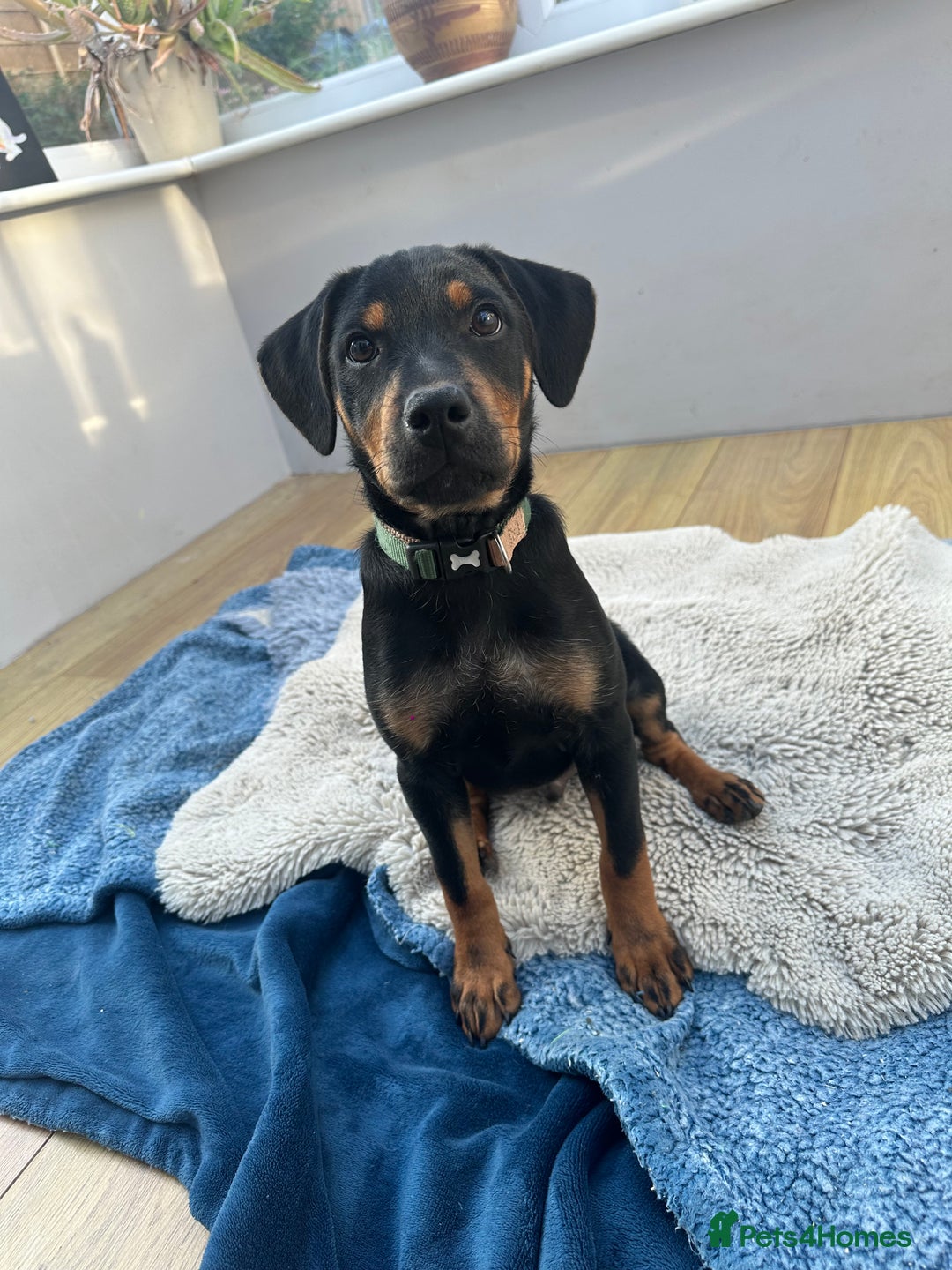 Mixed Breed dogs for sale: Beautiful Staffordshire Bull Terrier cross - Image 2