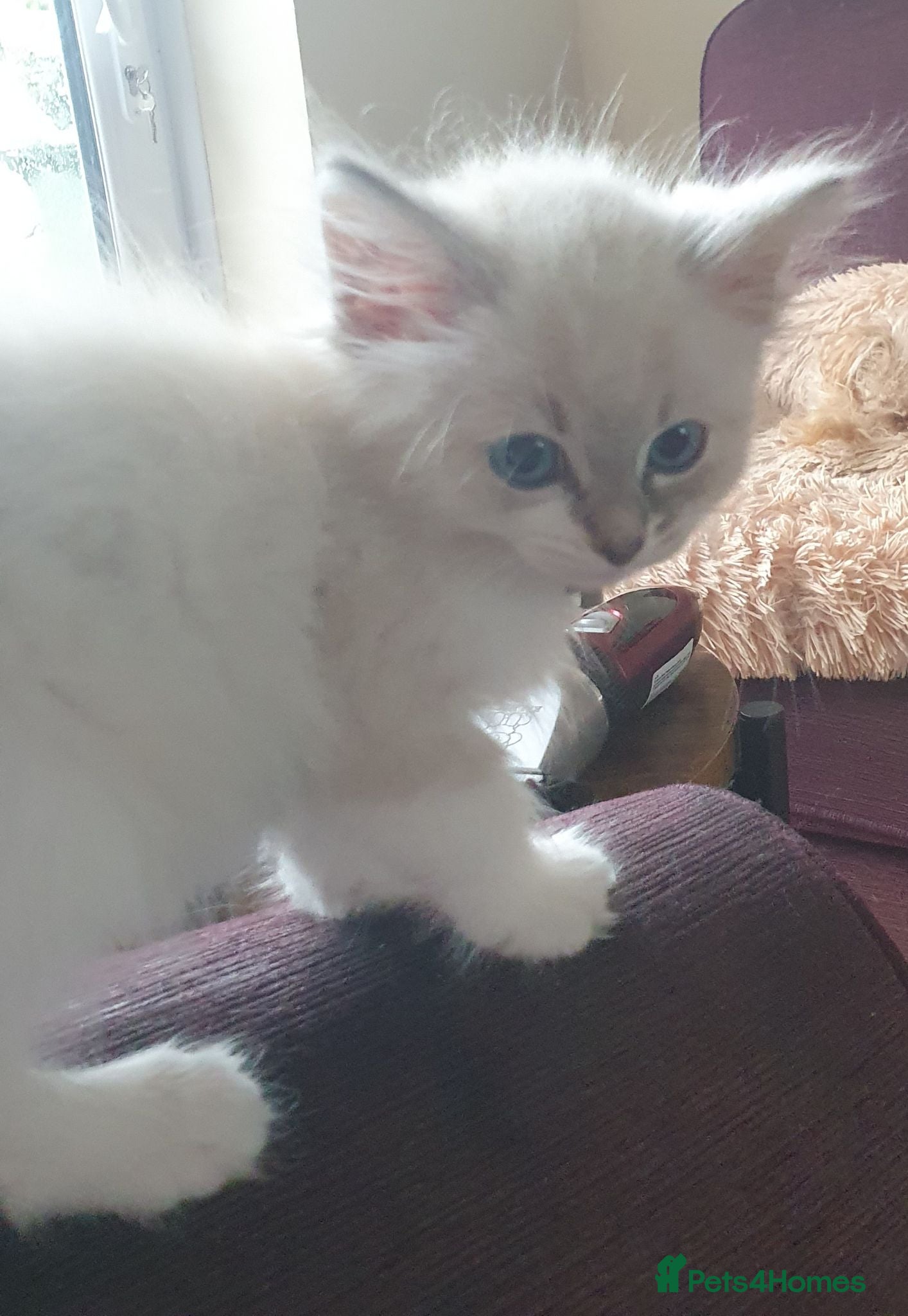 Siberian cats Soft and fluffy Siberian Neva Masquerade Kittens - Advert 2