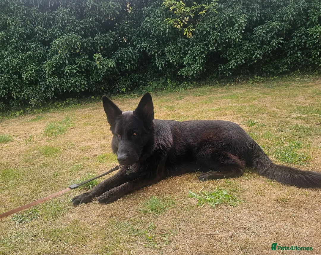 German Shepherd dogs for stud: ABEKS in Dover - Advert 2