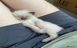 Ragdoll cats for sale: Adorable Ragdoll Kittens - Image 23
