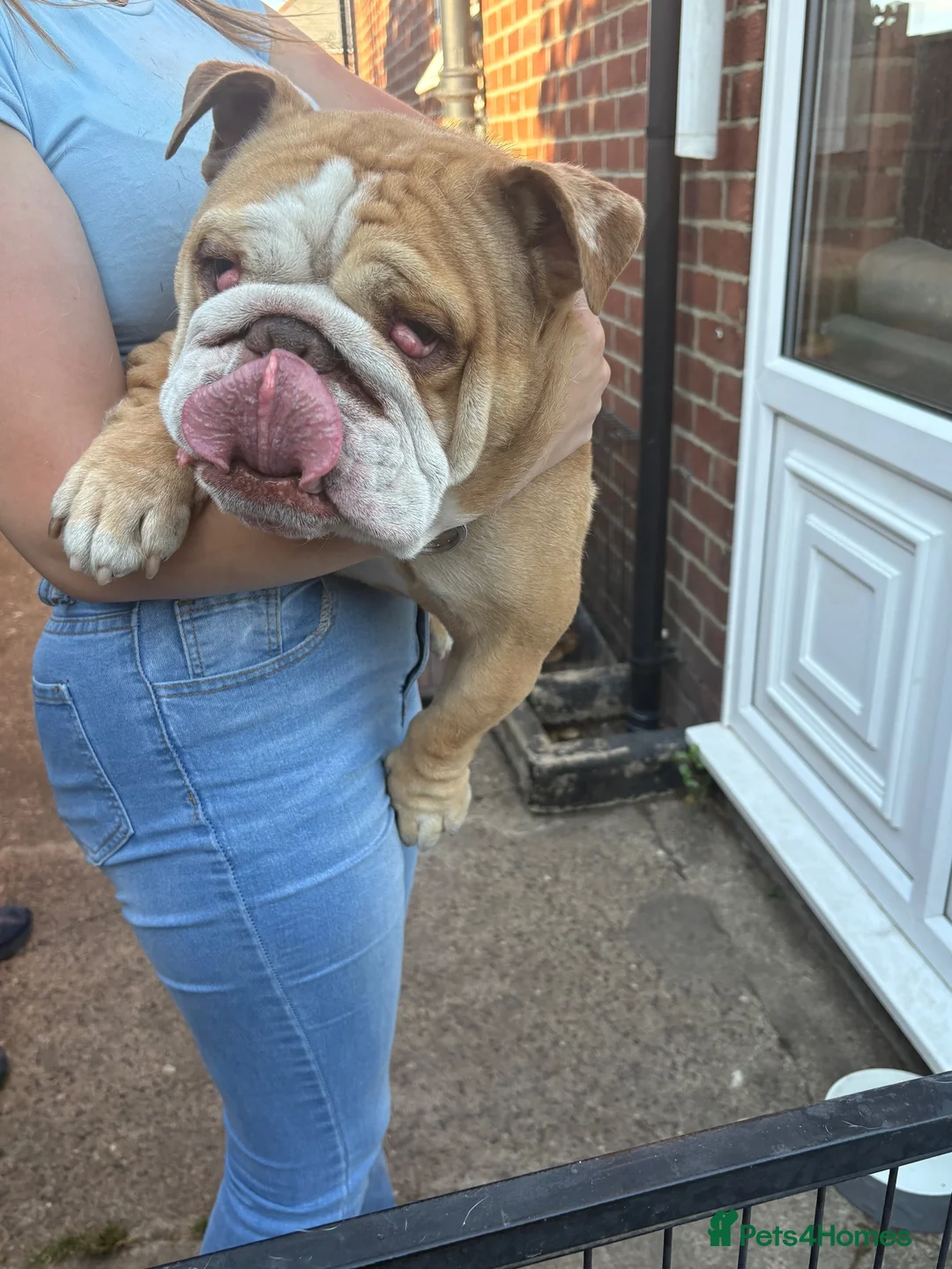English Bulldog dogs for sale: Male English Bulldog looking for a new home  - Advert 2